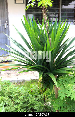 Home gewachsen Genießbare Pandanus amaryllifolius Stockfoto