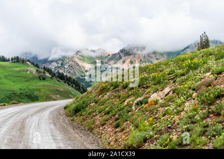 Albion Basin, Utah Sommer unbefestigte Straße Ansicht für Shuttles und Autos im Jahr 2019 in der Wasatch Mountains mit Wolken an stürmischen Tag und Blumen Stockfoto