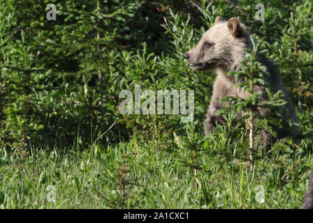 Cute Grizzly Cub in den kanadischen Rockies Stockfoto