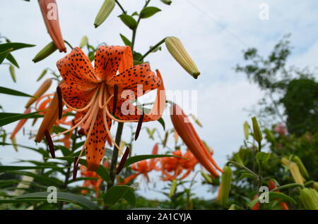 Sommer in Massachusetts: Tiger Lily' Lilium lancifolium 'Blume in voller Blüte Stockfoto