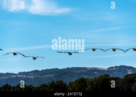 Gruppe von Canadian Geese flying south In formation über Kalifornien Wälder und Hügel. Stockfoto