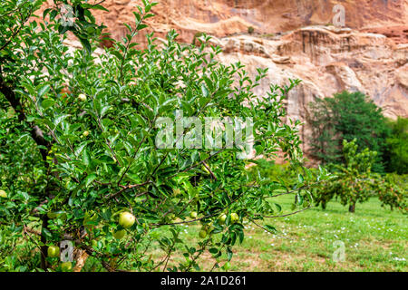 Rote Felsformationen Landschaft Nahaufnahme von unreifen Apfel Baum im Obstgarten, im Sommer, im Capitol Reef National Monument in Utah Stockfoto