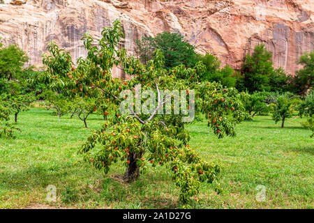Rote Felsformationen Landschaft mit reife Pfirsiche hängende Frucht am Baum im Obstgarten, im Sommer, im Capitol Reef National Monument in Utah Stockfoto