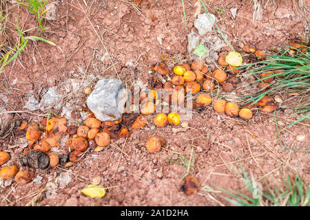 Viele Früchte die Aprikosen von Baum zu Boden gefallen Verrotten im Obstgarten in Fruita Capitol Reef National Monument im Sommer verwöhnen Stockfoto