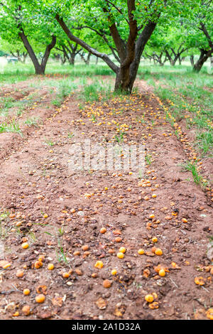 Vertikale Ansicht von reifen Aprikosen überreifen verdorbenes faules Obst auf dem Boden von Baum im Obstgarten, im Sommer, im Capitol Reef National Monument in Utah Stockfoto