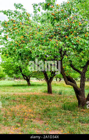 Vertikale Ansicht von reifen Aprikosen überreifen verdorbenes faules Obst auf dem Boden und Hängen am Baum im Obstgarten, im Sommer, im Capitol Reef National Monument in U Stockfoto