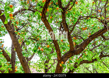 Viele hängende orange reifen Aprikosen Frucht am Baum im Obstgarten, im Sommer, im Capitol Reef National Monument in Utah Stockfoto