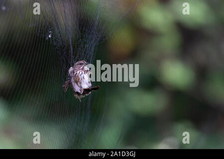 Song sparrow von Net für Vogel Streifenbildung bei Richmond BC Kanada gefangen. Stockfoto