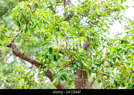 Hängende unreife grüne Birnen Obst für die Kommissionierung auf Ast Ansicht im Obstgarten, im Sommer, im Capitol Reef National Monument in Utah Stockfoto