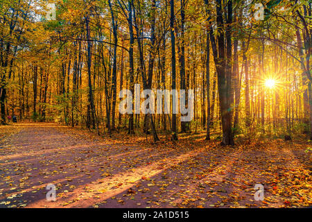 Helle Bäume im sonnigen Herbst Park Stockfoto