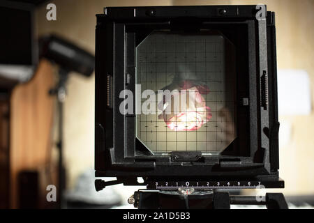 Fotografieren einer Rose auf großformatigen Kameras mit Einstellscheibe Stockfoto
