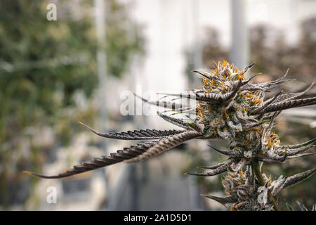 Bunte orange Haare wachsen auf rechtliche Cannabispflanze Stockfoto