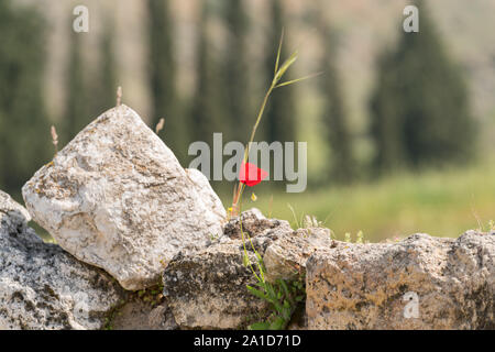 Hierapolis, in der Nähe von Pamukkale, ist eine antike Stadt, die für Pamukkale bekannt ist, berühmt für ihre atemberaubenden Thermalquellen und den kaskadierenden weißen Travertin Stockfoto