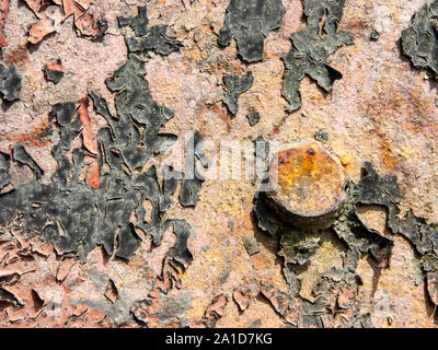 Typische detail antiker Blech von einem italienischen Landhaus, in Eisen mit Rost, Risse im Lack und verrostete Schraube detail. Stockfoto