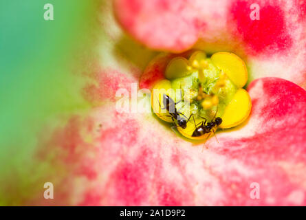 Zwei Ameisen auf Euphorbia elegans Blume Blütenblatt mit Blitz beleuchtet Stockfoto