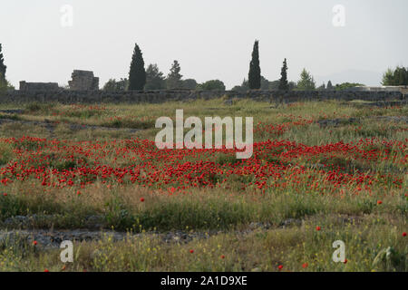 mohnblumen vor den zerstörten Stadtmauern Stockfoto