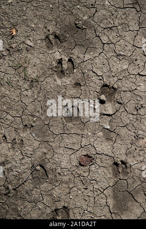 Verschiedene Deer Tracks in trockenen Schlamm. Vertikale erschossen. Stockfoto