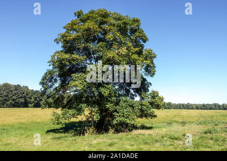 Platane Ahorn Acer pseudoplatanus einsamer Baum auf dem Land, Tschechische Republik großer grüner Baum Stockfoto