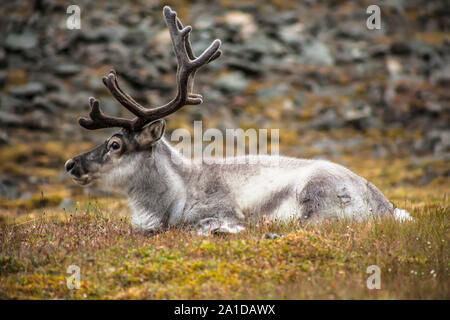 Alten, großen, wilden Rentiere mit Hörnern in ihrem natürlichen Lebensraum in der arktischen Tundra auf Svalbard Wiese Stockfoto