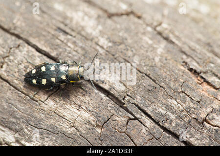 Holz langweilig jewel Beetle Stockfoto