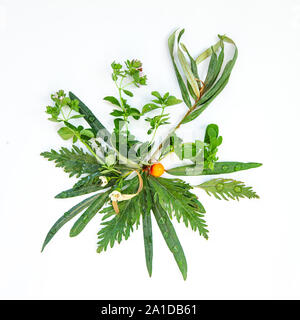 Tee Kräuter noch leben Flatlay auf weißem Hintergrund Stockfoto