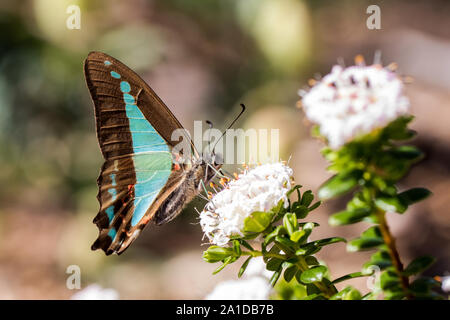 Blaues Dreieck Schmetterling Stockfoto