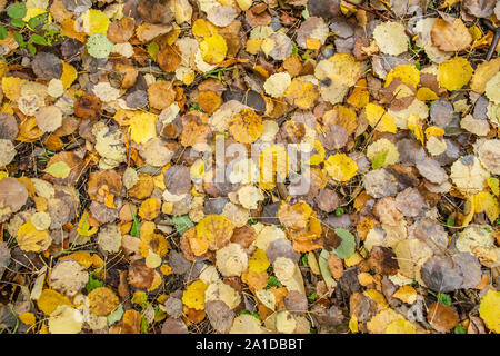 Bunte Blätter im Herbst, die auf dem Gras gefallen Stockfoto