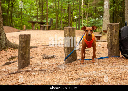 Zwergpinscher in den Wald tragen es Weste. Stockfoto