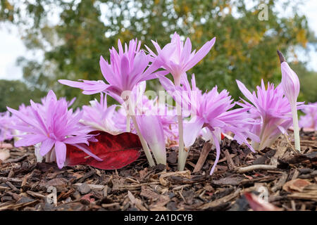 Die rosa-lila Blüten der Herbstzeitlose 'Waterlily', Cochium 'Waterlily' im frühen Herbst Stockfoto