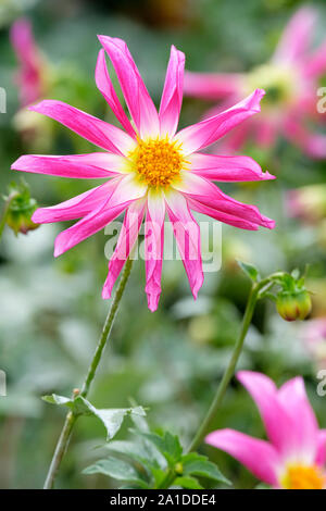 Einzelne Blume des kompakten Dahlia Dahlia 'Honka Überraschung' Stockfoto