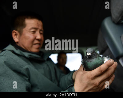 (190926) - XINING, Sept. 26, 2019 (Xinhua) - Wang Yanming, ein Beobachter der Qinghai-see National Nature Reserve Administration Bureau, Kuren eine Taube bei Beobachtungen der Qinghai See im Nordwesten der chinesischen Provinz Qinghai, Sept. 24, 2019. Eine dreitägige Herbst Beobachtung rund um den Qinghai-see durch die Beobachter der Qinghai-see National Nature Reserve Administration Präsidium hat nach der letzten Beobachtung bei Daotanghe Feuchtgebiet abgeschlossen. Beobachter untersucht und analysiert die ökologischen Bedingungen der Qinghai-see durch Sammeln der Datensätze von Feuchtgebieten und Vögel von etwa 20 Stockfoto