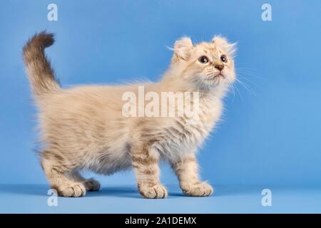 Breedcat American Curl (Felis silvestris catus), stehend, seitlich, Blue Tabby Point, Junge, 10 Wochen, blauer Hintergrund, Österreich Stockfoto