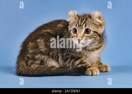 Breedcat American Curl (Felis silvestris catus), sitzend, schwarz gestromt, Junge, 10 Wochen, blauer Hintergrund, Österreich Stockfoto