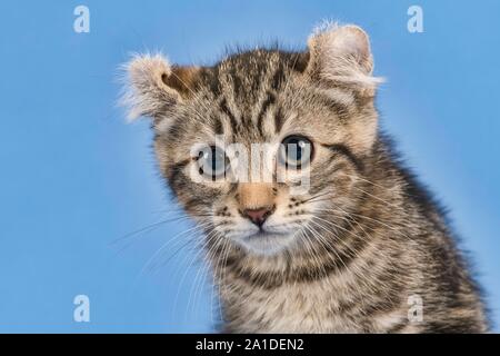Breedcat American Curl (Felis silvestris catus), Tier, Hochformat, schwarz gestromt, Kätzchen, 10 Wochen, blauer Hintergrund, Österreich Stockfoto
