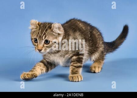 Breedcat American Curl (Felis silvestris catus), schleicht sich, schwarz gestromt, Junge, 10 Wochen, blauer Hintergrund, Österreich Stockfoto