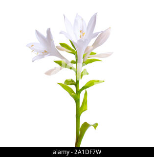 Blumen Hosta plantaginea auf weißem Hintergrund Stockfoto