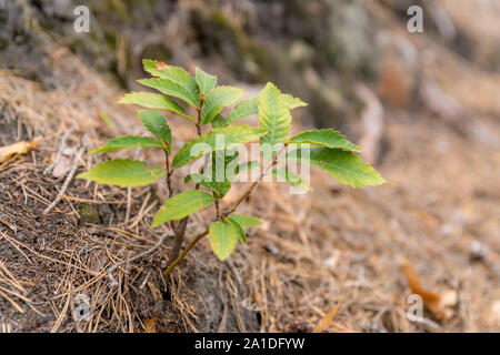 Junge Edelkastanie wächst zwischen Piniennadeln Stockfoto