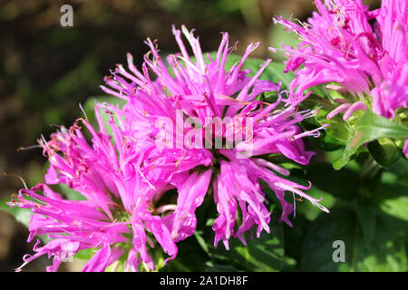 Cluster von Lila blühenden Blumen Stockfoto