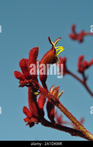 Anigozanthos, auch als Känguru Pfoten bekannt, Blumen gegen den blauen Himmel, Western Australia, Australien. Blühende Pflanze in der Familie, Haemodora bloodwort Stockfoto