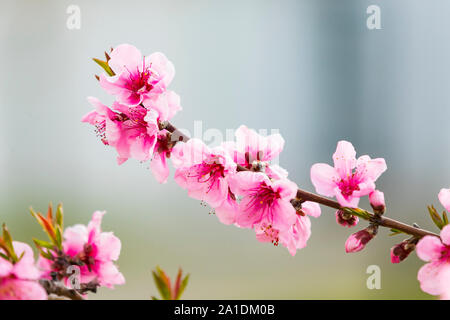 Eine Zweigniederlassung einer blühenden Kirschbaum in der Nähe geschossen. Stockfoto