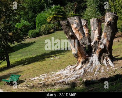 Teil der Stammzellen, die aus dem Boden kommt nach dem Schneiden eine große weltliche Buche. Park der Villa Toeplitz, Varese, Italien Stockfoto