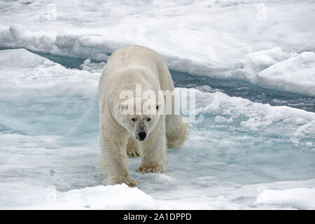 Erwachsenen männlichen Eisbär (Ursus maritimus) Wandern auf Packeis nördlich von Spitzbergen, Svalbard, Norwegen Stockfoto