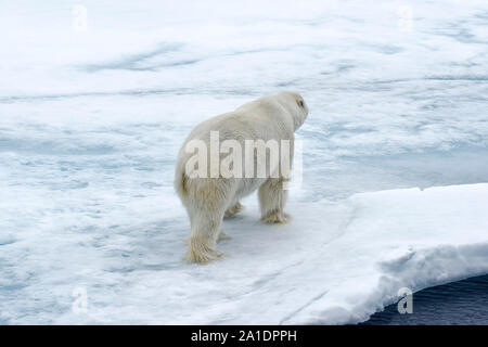 Erwachsenen männlichen Eisbär (Ursus maritimus) Wandern auf Packeis nördlich von Spitzbergen, Svalbard, Norwegen Stockfoto