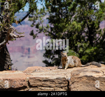 Ein Eichhörnchen, ein amerikanisches Eichhörnchen, bettelt in einer Mauer am Grand Canyon / Fressen. Dabei hat es keine Scheu und wird oft aggressiv. Stockfoto