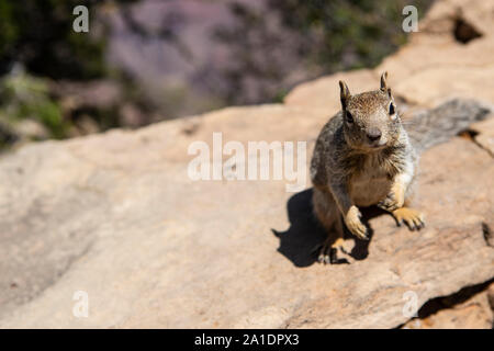 Ein Eichhörnchen, ein amerikanisches Eichhörnchen, bettelt in einer Mauer am Grand Canyon / Fressen. Dabei hat es keine Scheu und wird oft aggressiv. Stockfoto