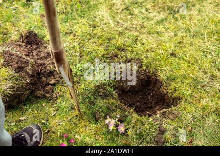 Garten arbeiten mit einem Spaten, graben Sie ein Loch in der Wiese für einen Baum pflanzen Stockfoto