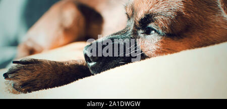 Braun Chihuahua liegen auf einem Sofa und genießen die Sonne. Selektive konzentrieren. Stockfoto