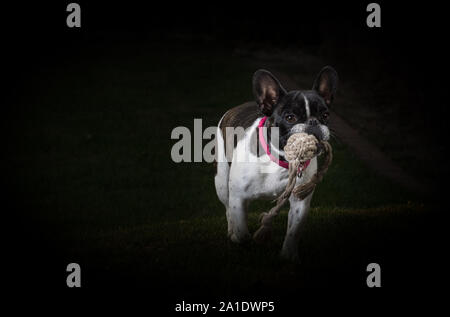 Eine niedliche schwarze und weiße Französische Bulldogge Hund Kopf Portrait mit niedlichen Ausdruck in den faltigen Gesicht. Trägt das Seil im Mund Stockfoto