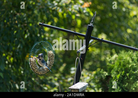 Mackinac Island, Michigan, USA - ein Jugendlicher Blue Jay (Cyanocitta cristata) sitzt auf einem Bird Feeder. Stockfoto