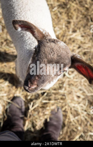 Topview, kleinen niedlichen Schafe Lamm suchen Stockfoto